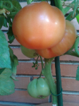 mejor-saludable-plantas-tomate
